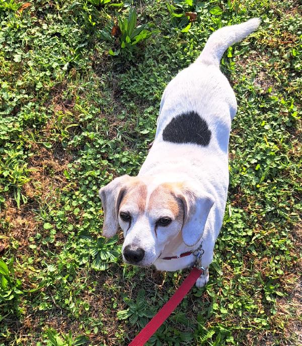 Baloo Mini Beagle